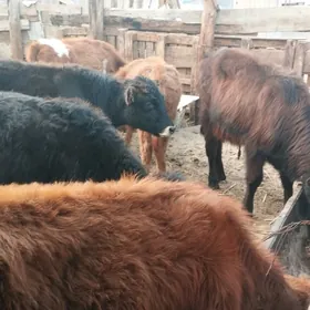 öküzçe tüwe öküz göle