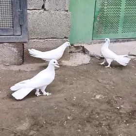 kepderi кепдери голуб