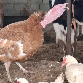 induk ,sisarka,indawutga,ordek