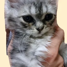 персидский котята