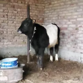 Öküz Gibrit 8 aýlyk