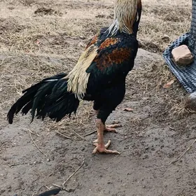 taskent tasgent towuk horaz