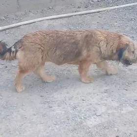 тузик  йитирдим