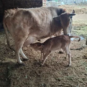 sygyr goleli tohum mal