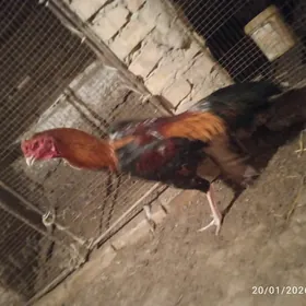 байсов хораз