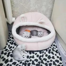 котёнки, pishijekler