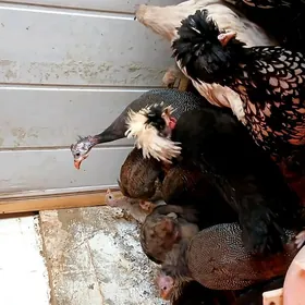 SISARKA СИСАРКА KAKILIK