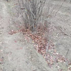 alma ,aýba nahallar bar