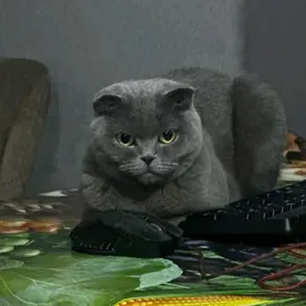 британская кошка