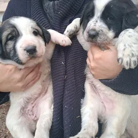 домашние животные