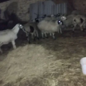 goyun ala gozal ak koyunlar