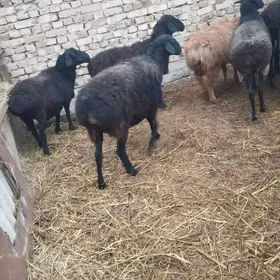 satlyk gisar yetik bogaz goyun