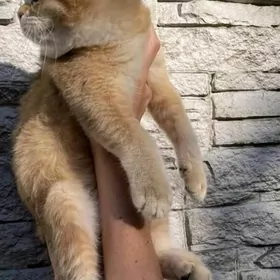 шотландский кот