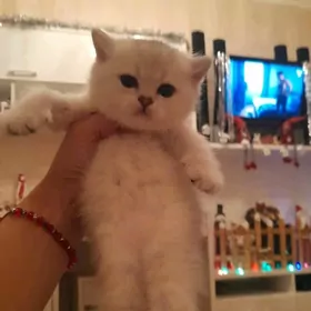 шотландскийе котята