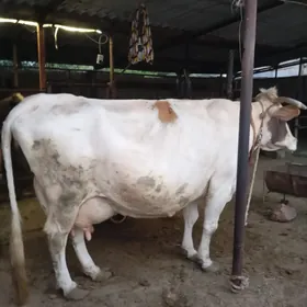 Simental gbrit sygyr