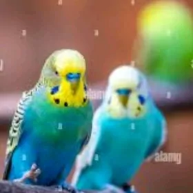 papkay papugay kletka