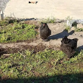 brama dwoykalbrama dwoyka tow