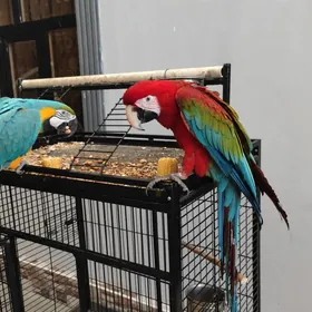 Popugay попугай