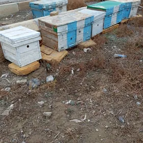 Балары..ящик