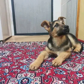 щенки немецкой овчарки