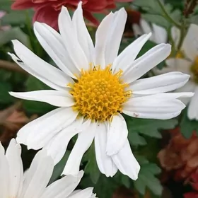 Öýe kömekçi aýal gerek.