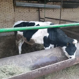 гунажын и окуз