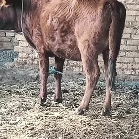 yetlik boğaz unajin