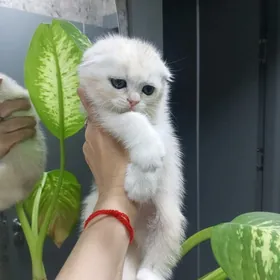 Шотландские котята