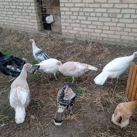 urgacy induk , horaz