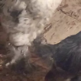 барма  жуже