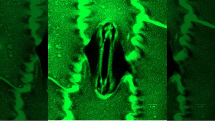 Alymlar ilkinji gezek ösümlikleriň nädip dem alýandygyny görkezdiler