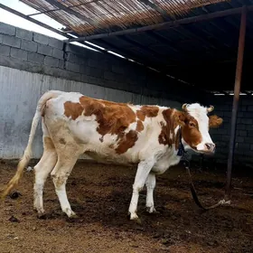 GIBIRIT SIMENTAL SYGYR