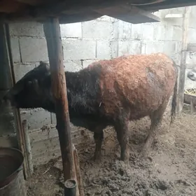 Sygyr gaçar 1garyn bogaz