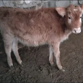 OKÜZÇE ŞWES TOHIM YERLI MAL