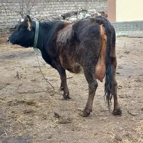 GiGIBRT AGYR BOGAZ SYGYR