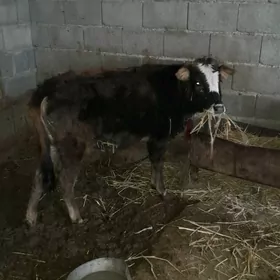 Tüwe göle 1 ýaşan