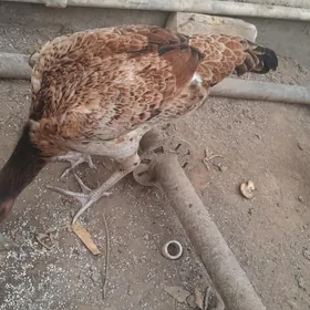 !! ШАМО МАКИЛАР !!