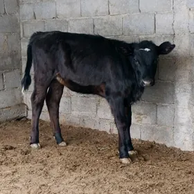 Çornypiýos golişdeýi