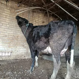 чорну пийостур голели сыгыр