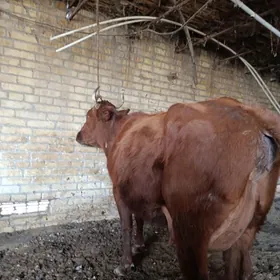 голели сыгыр