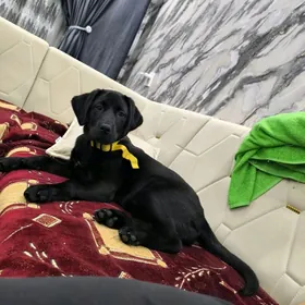 Отдам Лабрадора