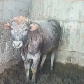 imde duran öküzler