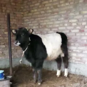 Gibrit Öküz we Bogaz Sygyrlar.