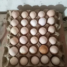 Яйца. Адлер