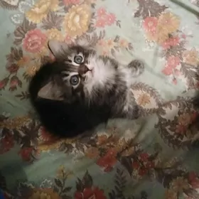 Сибирский котёнок