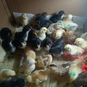 Циплята тошкент