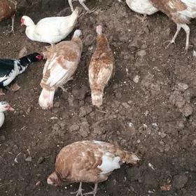 owgan induklar,sisarka,ordek