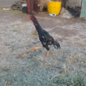 atasy türk ejesi şamo