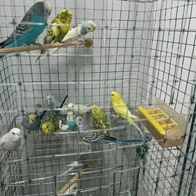 popugay sowgatlyk guslar