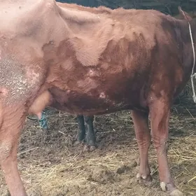 саглык сыгыр